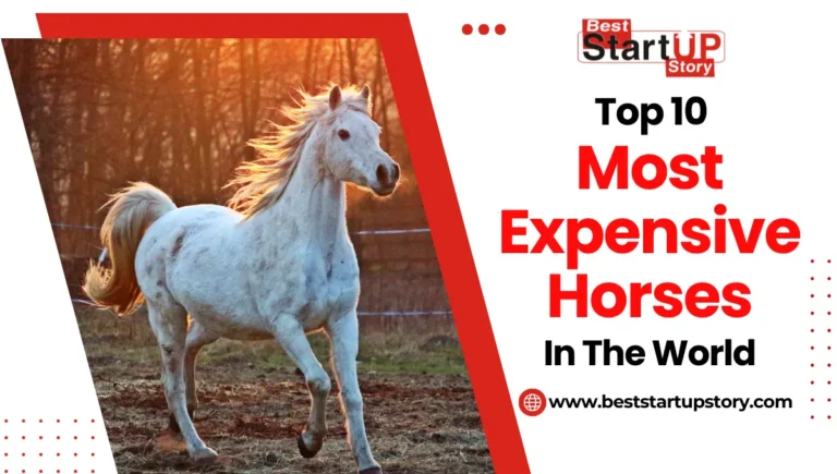 Top 10 Most Expensive Horses in the World